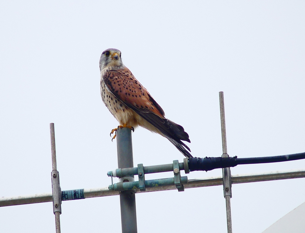 P4910779：チョウゲンボウ_R