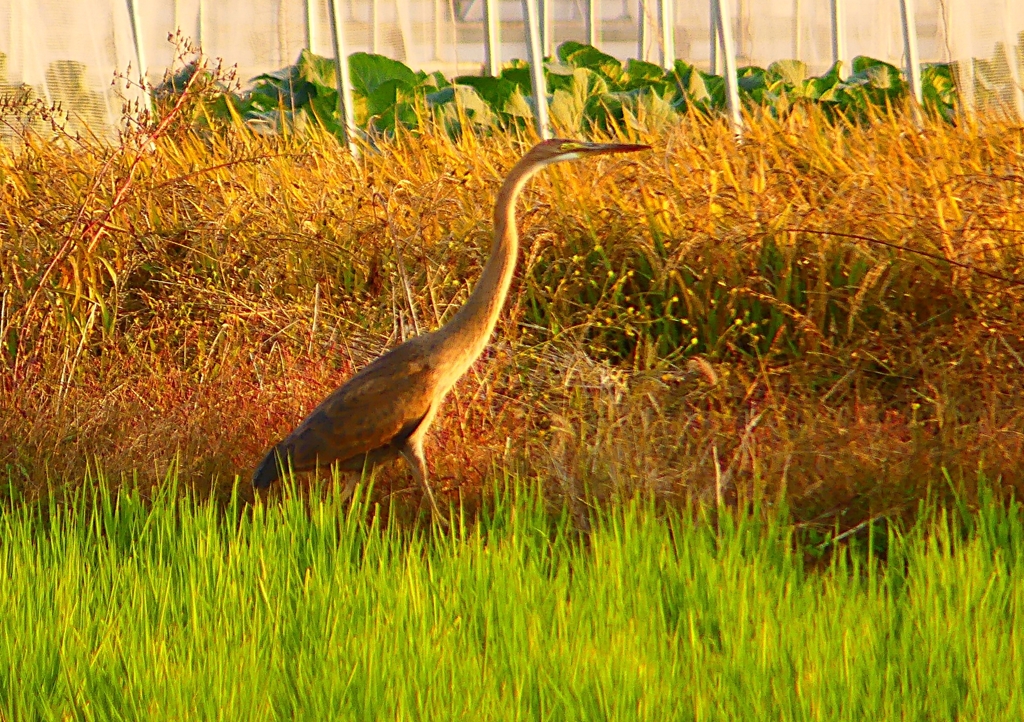 P1390899：ムラサキサギ_R