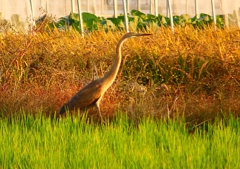 P1390899：ムラサキサギ_R