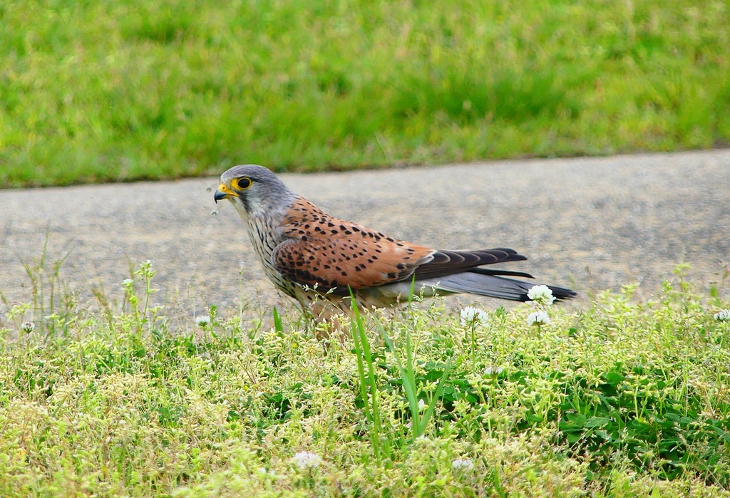 P4910694：チョウゲンボウ_R