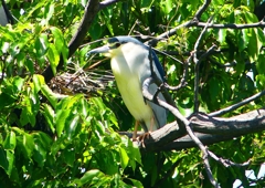 P2010638：ゴイサギ_R