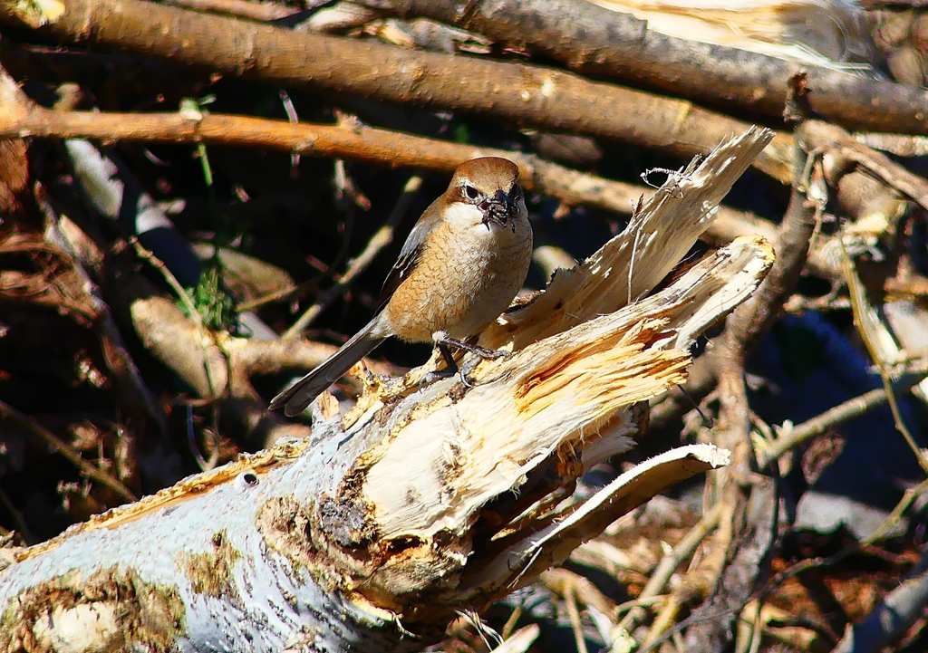 P4810018：モズ（メス）_R