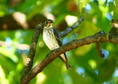 P1290214：エゾビタキ_R