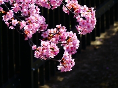 P3910008：河津桜_R