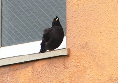 P1980006：ハッカチョウ_R