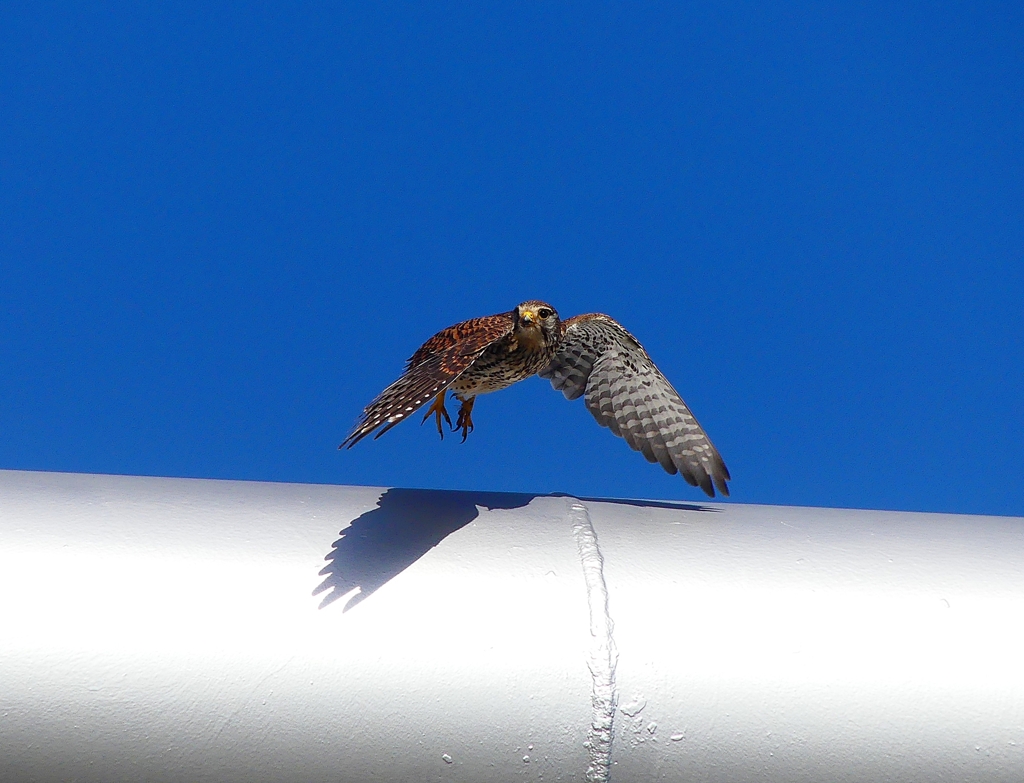 P4120813：飛ぶチョウゲンボウ_R