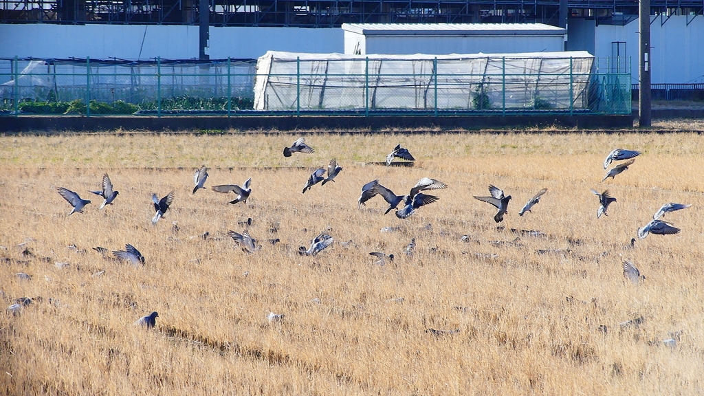 P1630461：飛ぶカワラバト_R