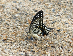 P4300383：ナミアゲハ_R