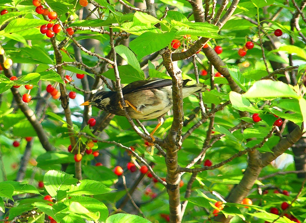P4940604：ムクドリ_R