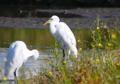 P1250741：チュウサギ_R