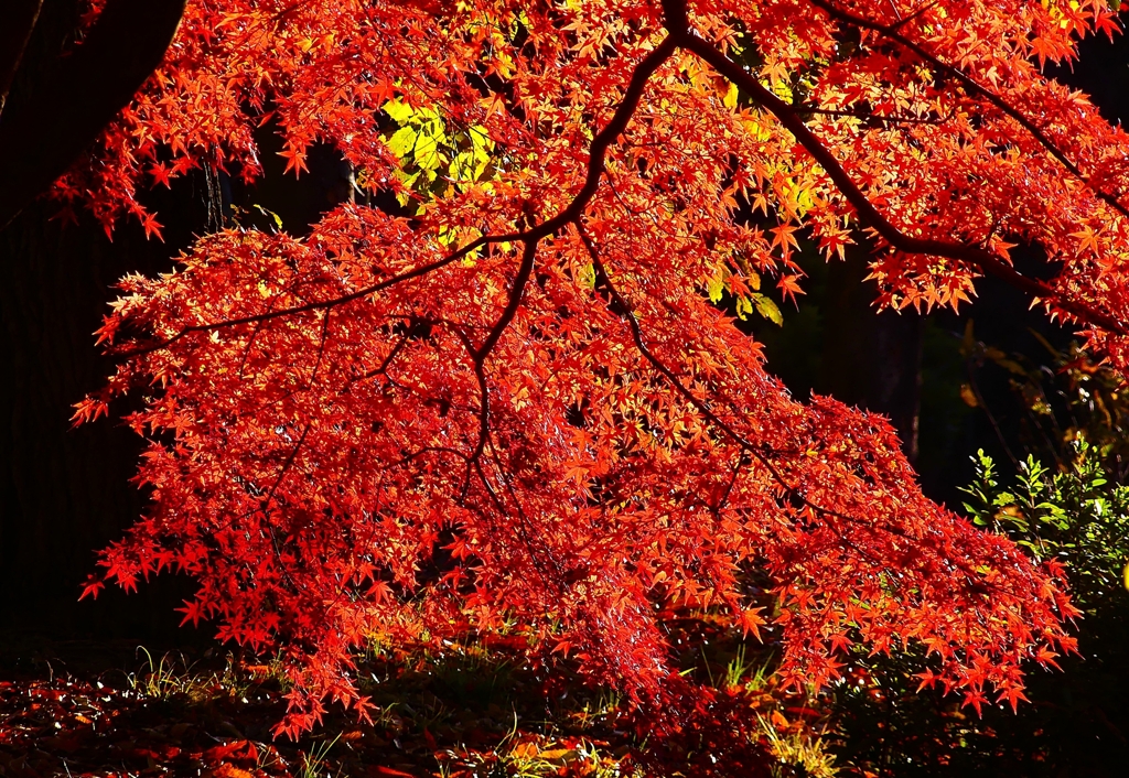 P4530531：紅葉_R