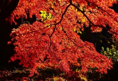 P4530531：紅葉_R