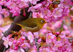 P1870147：河津桜にメジロ_R