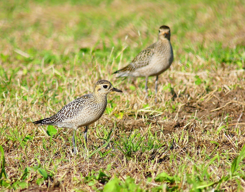 P4410754：ムナグロ_R