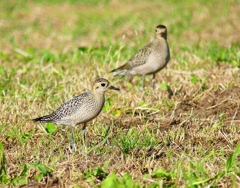 P4410754：ムナグロ_R