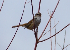 P1850497：ウグイス_R
