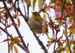 P1600038：桜メジロ_R