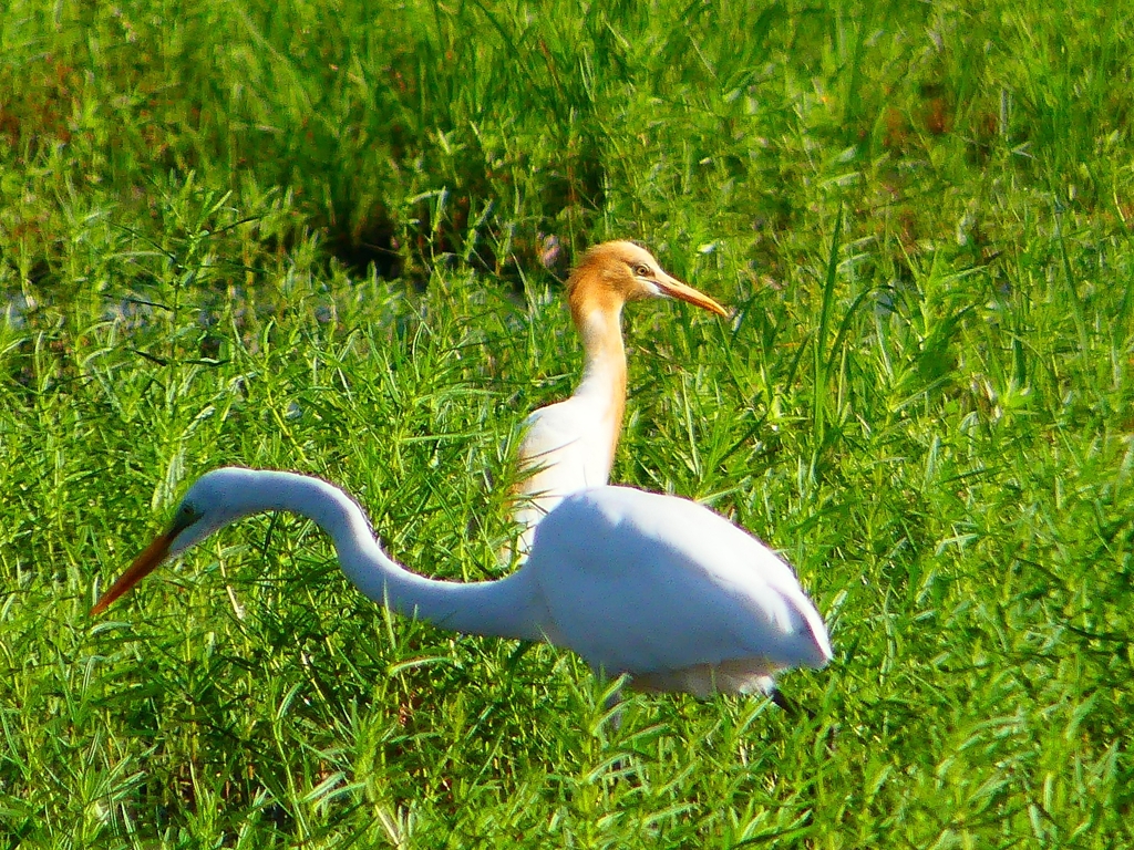 P1120895：アマサギ、ダイサギ_R