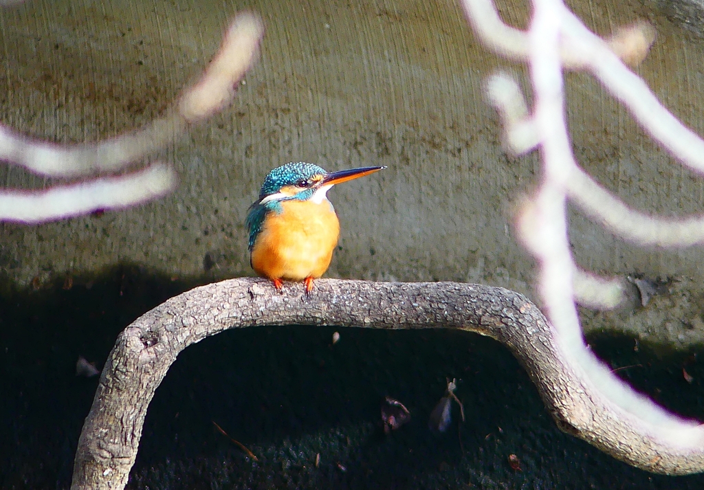 P4700414：カワセミ（メス）_R