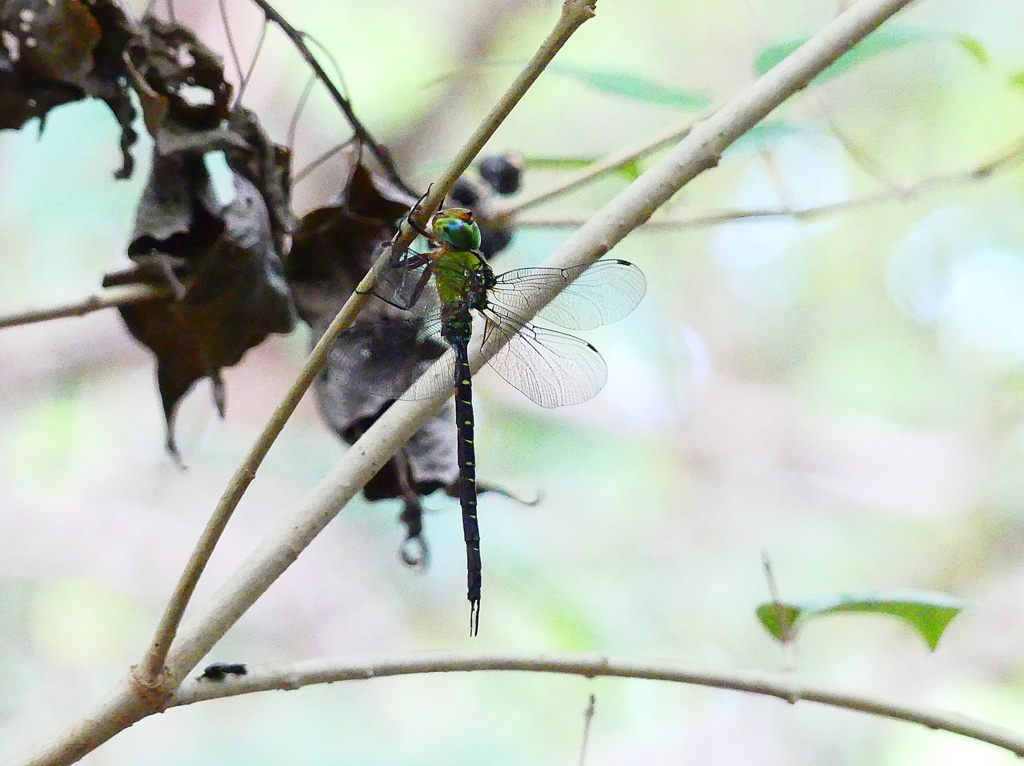 P4310131：カトリヤンマ_R