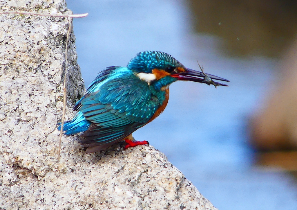 P1780549：カワセミ（オス）_R