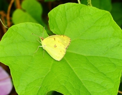 P4240050：モンキチョウ_R