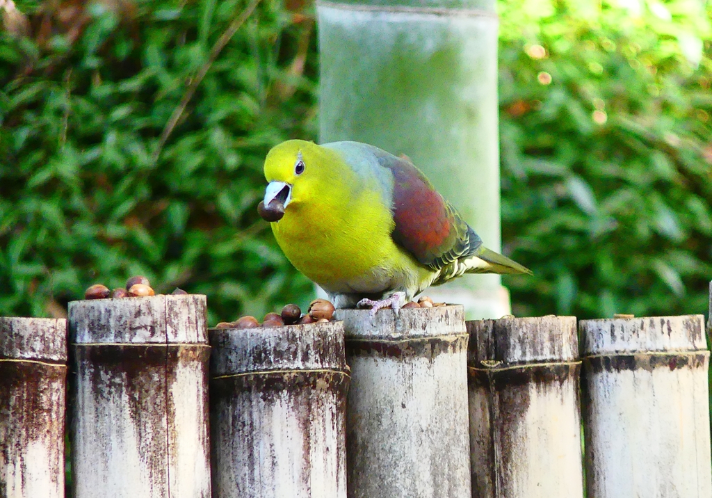 P4770655：アオバト（オス）_R