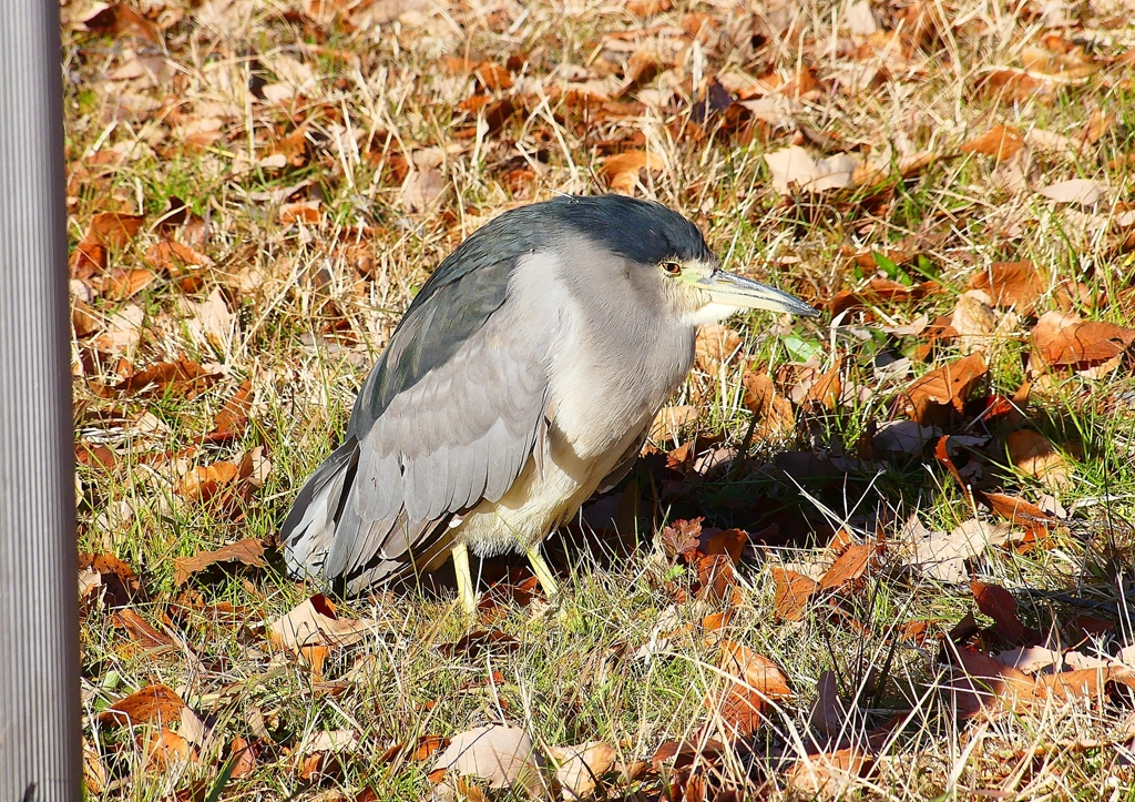 P1620314：ゴイサギ_R