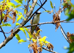 P1950886：サンショウクイ_R