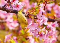 P1890834：河津桜にメジロ_R
