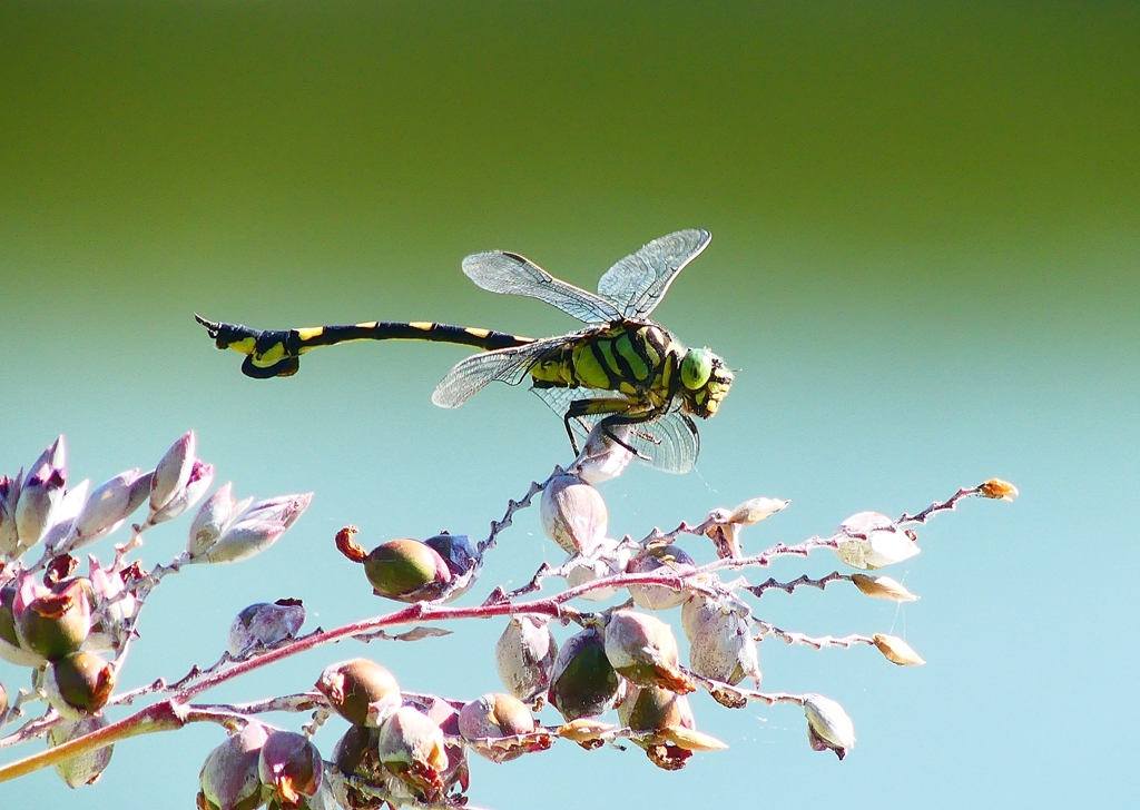 P4260595：ウチワヤンマ_R
