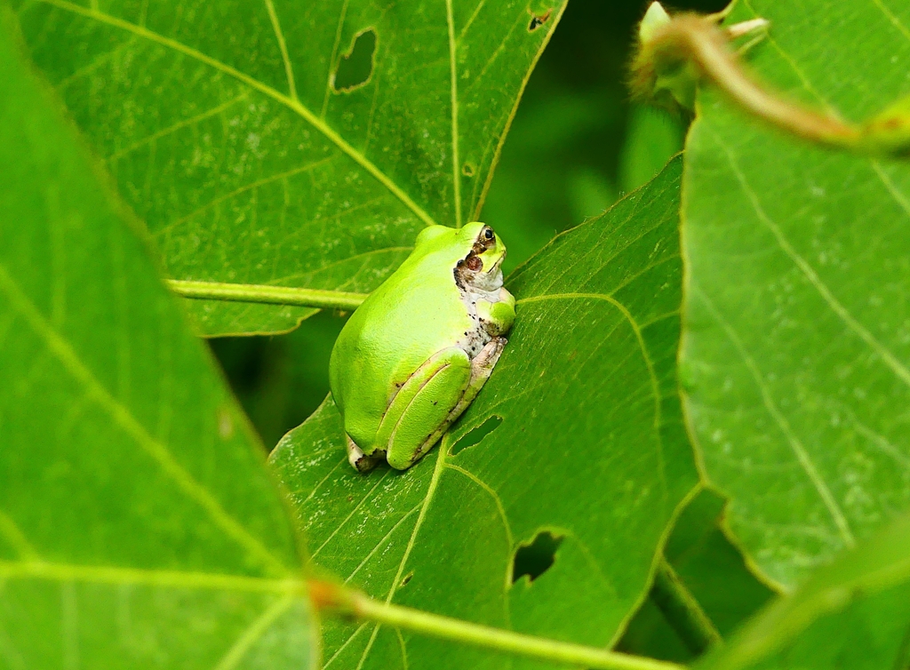 P4200231：アマガエル_R