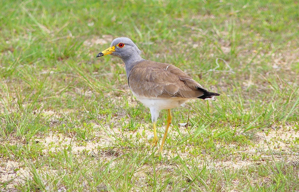 P4900477：ケリ_R