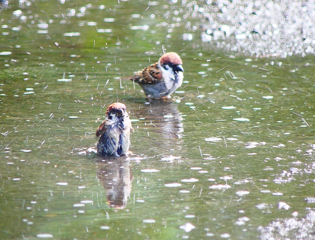 P4240099：スズメの水浴び_R