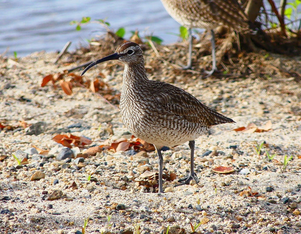 P4980327：チュウシャクシギ_R