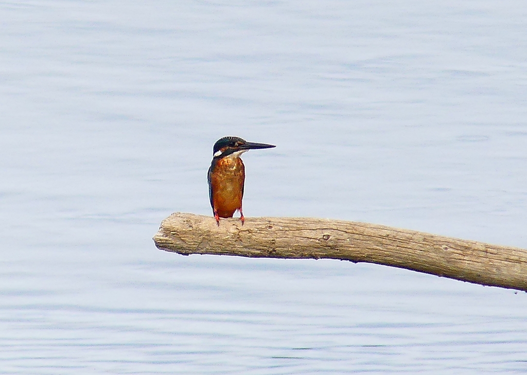 P4340366：カワセミ（オス）_R