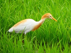 P1060391：アマサギ_R