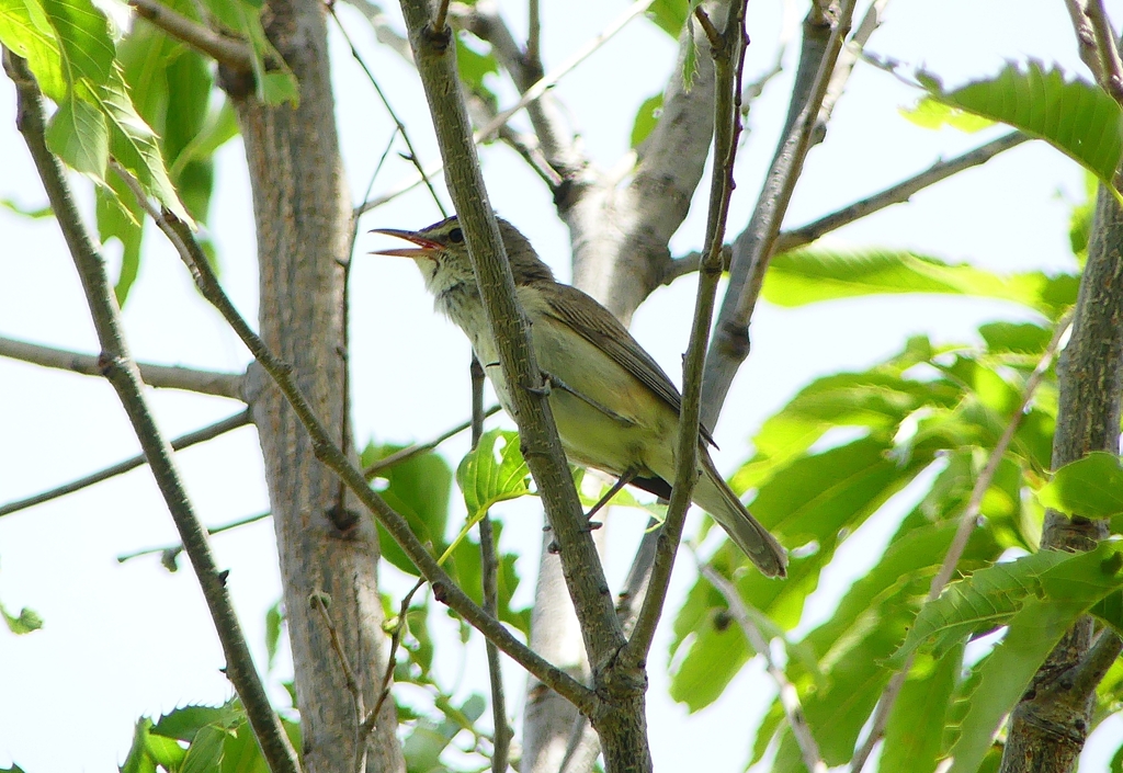 P1000963：オオヨシキリ_R