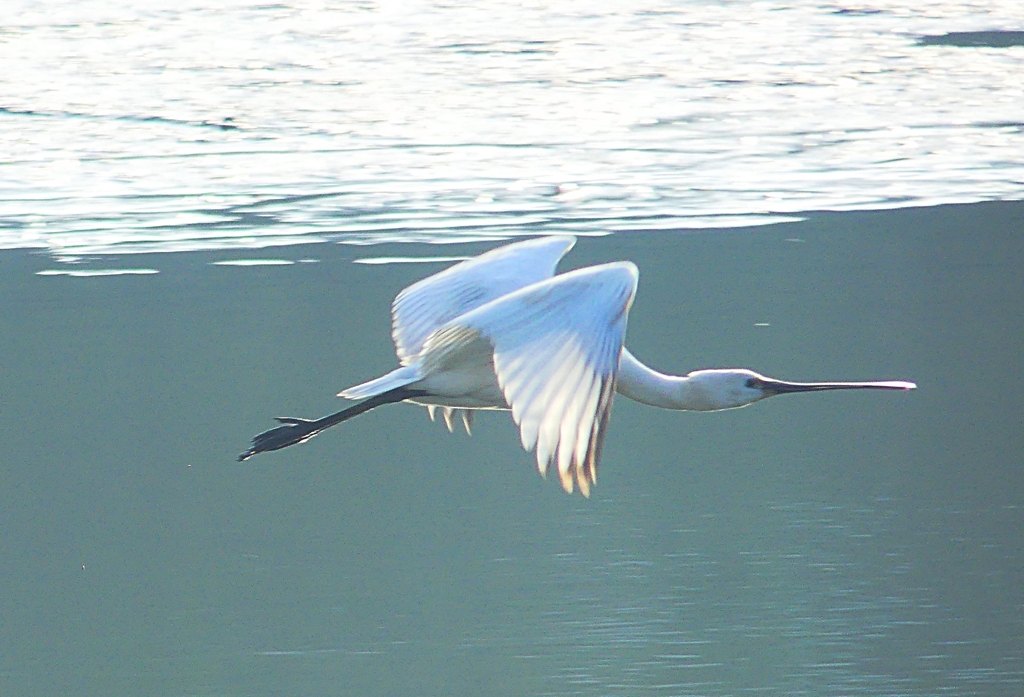 P4470156：ヘラサギ_R