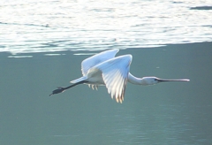 P4470156：ヘラサギ_R