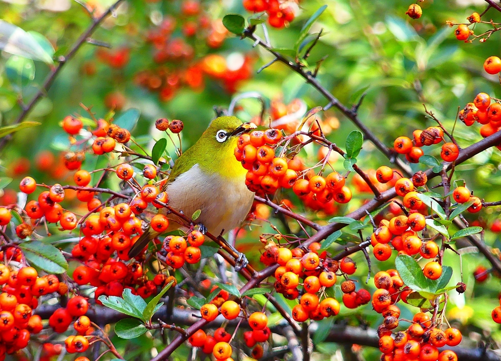 P4740248：メジロ_R