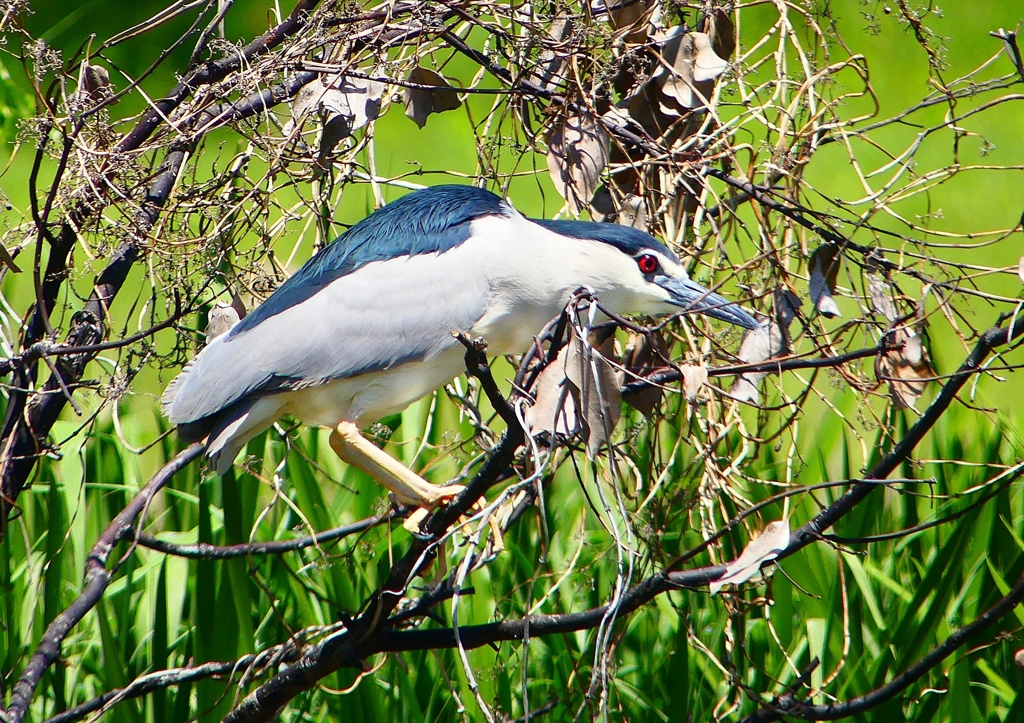 P2010402：ゴイサギ_R