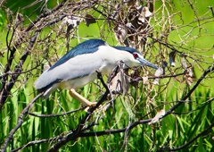 P2010402：ゴイサギ_R