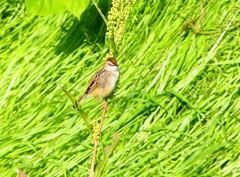 P4970690：セッカ_R