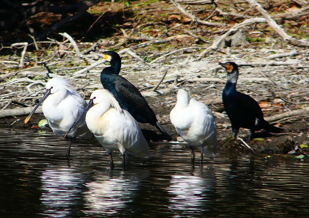 P1690735：ヘラサギ_R