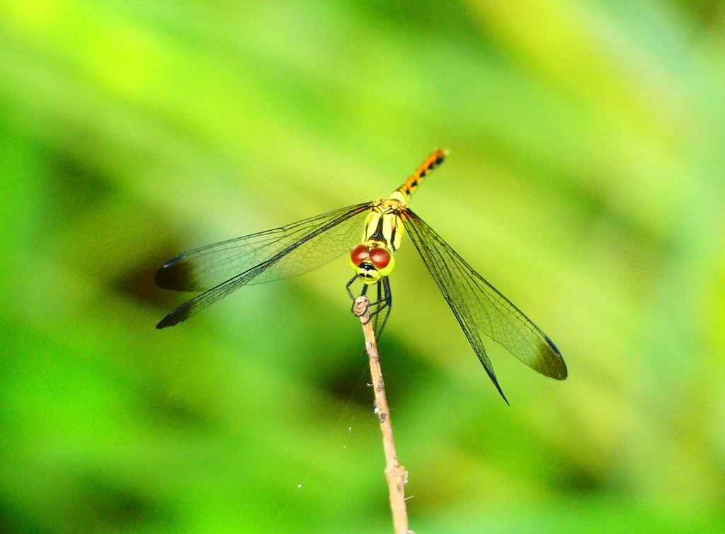 P4210525：マユタテアカネ（メス）_R