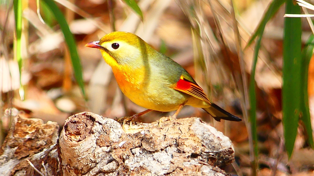 P1840064：ソウシチョウ-27_R