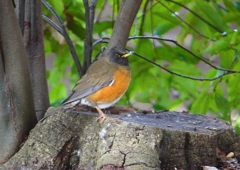 P1780036：オオアカハラ_R