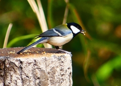 P1860349：シジュウカラ_R
