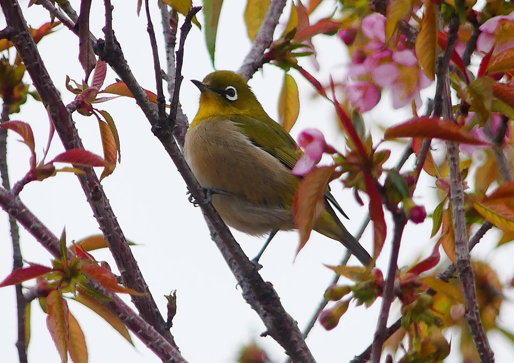 P1600004：桜メジロ_R